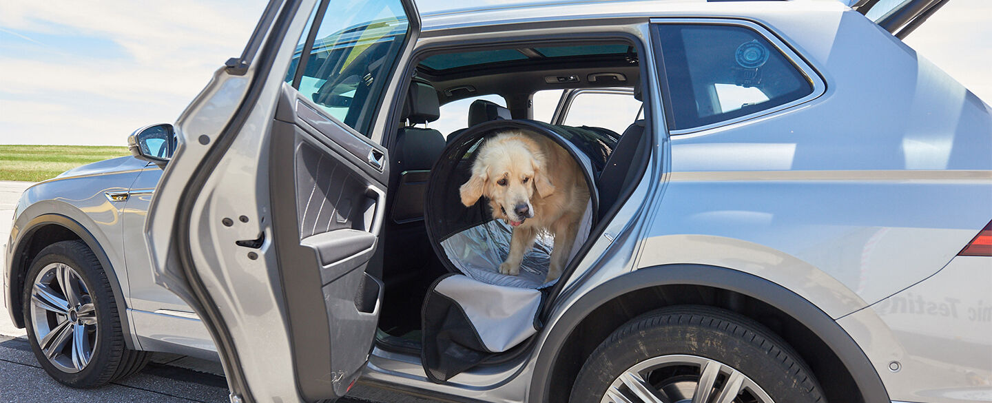 Hund im Auto, Tiersicherung 